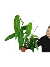 Philodendron Heterocraspedon